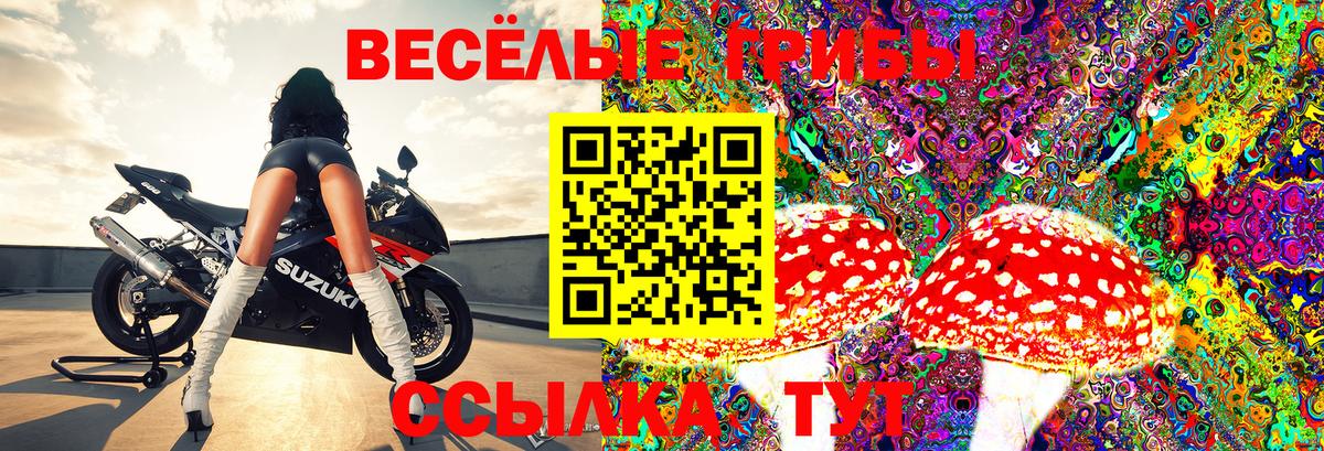 Галлюциногенные грибы Psilocybe  купить   Шебекино  Вход с VPN 